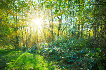 Canvas Print - summer forest with bright sun shining through the trees.