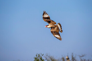 Wall Mural - USA, Texas, Starr County. Santa Clara Ranch, crested caracara in flight