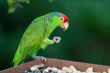 Wall Mural - USA, Texas, Cameron County. Red-crowned parrot feeding