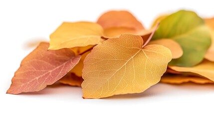 Wall Mural - Vibrant autumn leaves in warm hues scattered on a white surface, showcasing nature's beauty