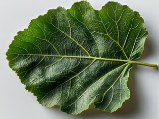 Poster - Isolated Fig Leaf: A Vivid Green Leaf Set Against a White Background - Stock Image