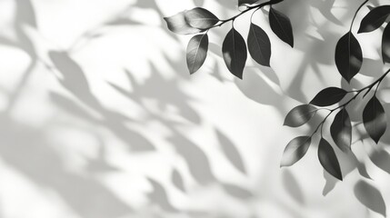 Ethereal Shadow Veil: Natural Window Shadows on White Canvas for Artistic Backdrops and Design Compositions