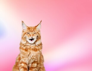 Wall Mural - Cute domestic cat on pink background