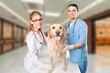 © BillionPhotos.com - Vet examining pet in modern clinic