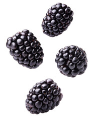 Wall Mural - Four fresh blackberries falling on transparent background