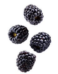 Wall Mural - Four fresh blackberries falling on transparent background