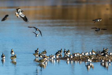 Wall Mural - Northern Lapwing, Vanellus vanellus, flock of birds in flight over winter marshes