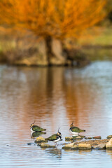 Wall Mural - Northern Lapwing, Vanellus vanellus, birds on winter marshes