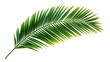 © fajar - Lush Green Palm Frond Isolated on White Background