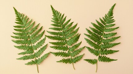 Poster - Arranging three vibrant green fern leaves on a smooth, beige background creates a simple yet elegant natural composition, highlighting the beauty and freshness of nature