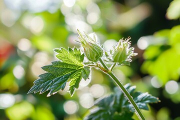 Poster - Small green plant buds emerging on a slender stem, accompanied by a delicate green leaf below, set against a softly blurred background featuring vibrant bokeh effects