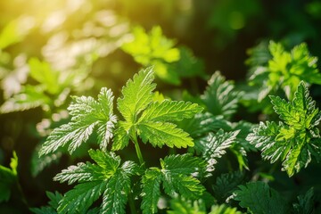 Poster - Sunlight illuminating vibrant green leaves creates a captivating close-up of lush foliage, highlighting the beauty and vitality of nature in its full splendor
