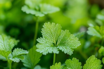Poster - Close-up view of vibrant green leaves thriving within lush foliage, highlighting nature's beauty and the dynamic growth of healthy vegetation in a flourishing ecosystem
