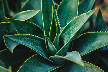 Poster - Vibrant green agave plant filling the frame, showcasing its spiny edges and textured leaves in a detailed close-up, creating a striking botanical image