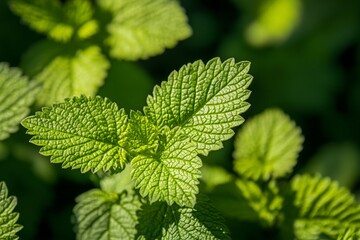 Poster - Vibrant green lemon balm leaves thrive in sunlight, showcasing their intricate veins and textured surface in a close-up view that captures the essence of nature's beauty and freshness