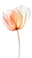 Poster - Blooming in vibrant orange and white, the abstract flower features delicate petals that evoke a sense of elegance and fragility against a pristine white background