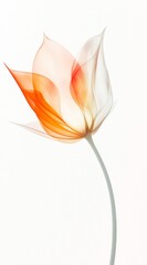 Poster - Orange and translucent tulip blooming gracefully against a pure white backdrop, revealing intricate veins and embodying the ethereal beauty and delicate essence of nature