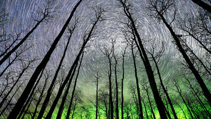 Wall Mural - looking up through aspen tree trunks at aurora and rotating stars in transparent sky