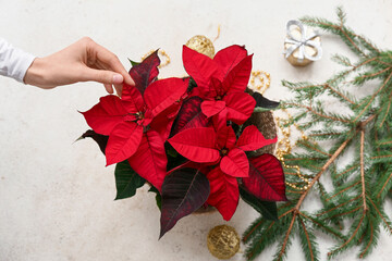 Wall Mural - Female hand with Christmas plant poinsettia, decorations and fir branches on white background