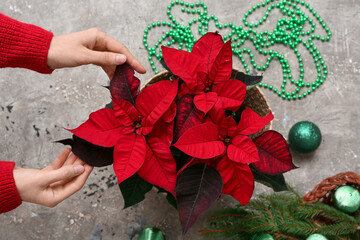 Wall Mural - Female hands with Christmas plant poinsettia and decorations on grey background