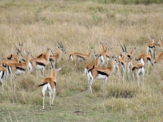 Wall Mural - Herd of thomson's gazelles walking in dry grassland