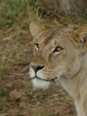 Wall Mural - Lioness looking left with intense stare in kenya africa