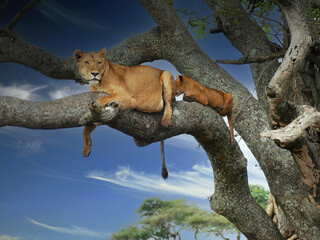 Wall Mural - Lioness and cub relaxing on a tree branch