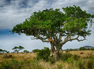 lioness relaxing in a tree on the savannah