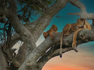 Wall Mural - Lioness with tracking collar and cub relaxing in tree