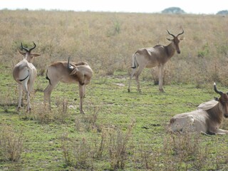 Wall Mural - Herd of red hartebeest relaxing in the savanna