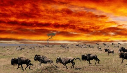 Wall Mural - Wildebeest running through african savanna with zebras