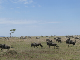 Wall Mural - Wildebeest herd moving across the african savanna