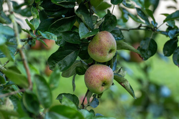 Wall Mural - Ripe red organic apples on the tree in Provence, harvest time in France