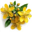© Korpchai - Yellow flowers with green leaves on a white isolated background.
