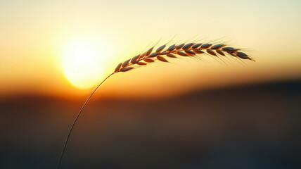 Wall Mural - golden wheat stalk glows in sunlight during sunset, creating serene atmosphere