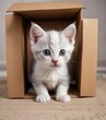 © Sathaporn Buarabut - Little grey and white kitten hiding behind a cardboard box, playful hideaway, cardboard box