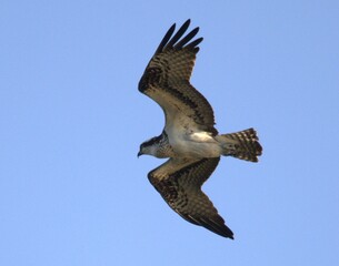 Wall Mural - osprey in flight