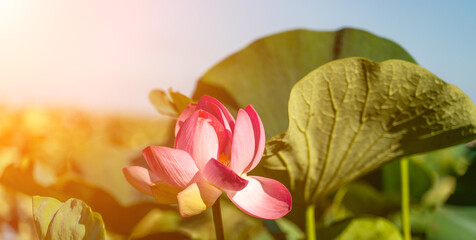 Wall Mural - A pink lotus flower sways in the wind. Against the background of their green leaves. Lotus field on the lake in natural environment.