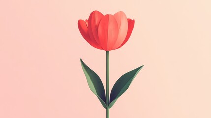 Wall Mural - Single Red Tulip Flower on Pink Background