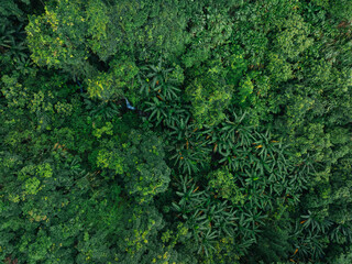 Sticker - Aerial view of beautiful tropical forest mountain landscape in summer