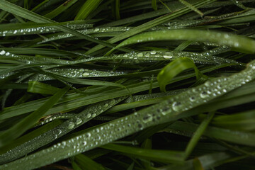 water drops on the leafs