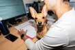 © Alvaro Lavin/Stocksy - Small brown dog sitting next to its owner working from home
