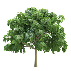 Wall Mural - lush green tree with dense foliage and sturdy trunk, perfect for landscaping or nature themed designs