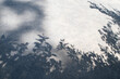 © Sonja Lekovic/Stocksy - Tree leaves shadow on the ground background