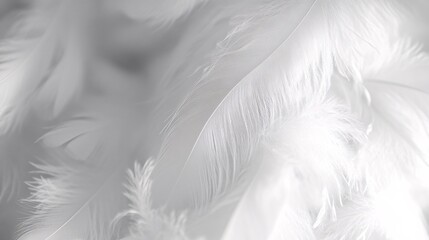 Wall Mural - Plethora of white feathers forms a soft and gentle backdrop