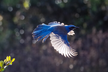 Wall Mural - A blue jay taking off from a bush