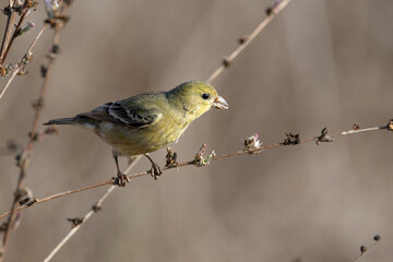 Wall Mural - Closeup of a lesser Goldfinch taking flower seeds