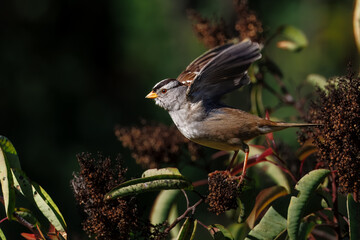 Wall Mural - a sparrow flying off the bush