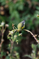 Wall Mural - Closeup of a lesser goldfinch bird taking flower seeds