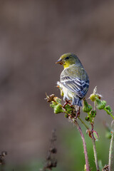 Wall Mural - Closeup of a myrtle Warbler bird